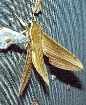Adult Cechetra striata, Thailand. Photo: &copy; Ian Kitching
