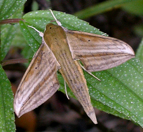 Adult Cechetra striata, Taiwan. Photo: &copy; Felix Lin.