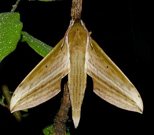 Adult Cechetra striata, Jiucai Ling, Guizhou, China. Photo: &copy; Viktor Sinjaev.