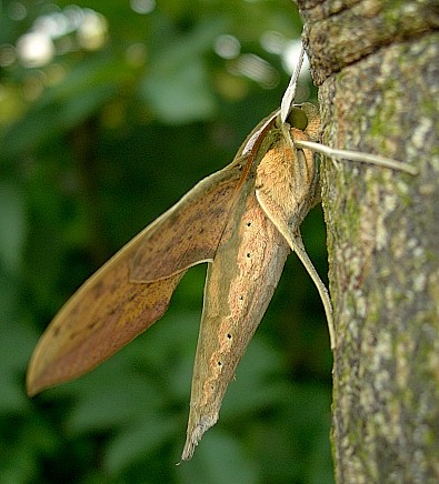 Adult Cechetra striata (underside), Hangzhou, Zhejiang, China. Photo: &copy; Tony Pittaway.
