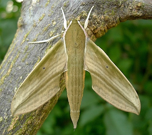 Adult Cechetra striata, Hangzhou, Zhejiang, China. Photo: &copy; Tony Pittaway.