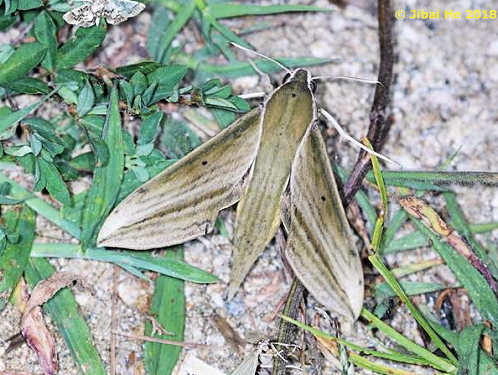 Adult Cechetra striata, Mt. Guifeng, Macheng, Hubei, China, 200m, 18.vi.2018. Photo: &copy; He JiBai.