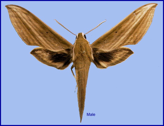 Male Cechetra striata. Photo: &copy; NHMUK