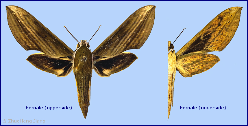 Female Cechetra striata, Wuxi County, Chongqing, China. Photo: &copy; ZhuoHeng Jiang.