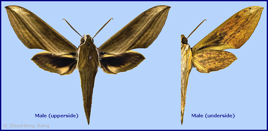 Male Cechetra striata, Taishun County, Zhejiang, China. Photo: &copy; ZhuoHeng Jiang.