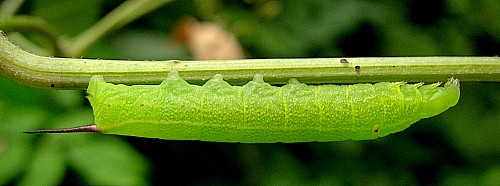 Third instar larva of Cechetra striata, Hangzhou, Zhejiang, China, 17.vii.2007. Photo: &copy; Tony Pittaway.