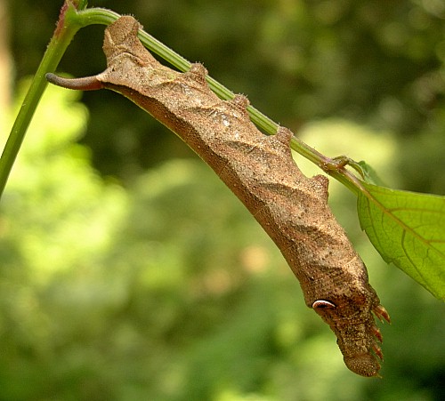 Part grown final instar larva of Cechetra striata (brown form), Hangzhou, Zhejiang, China, 17.vii.2007. Photo: &copy; Tony Pittaway.