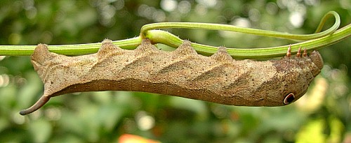 Full grown larva of Cechetra striata, Hangzhou, Zhejiang, China, 19.vii.2007. Photo: &copy; Tony Pittaway.