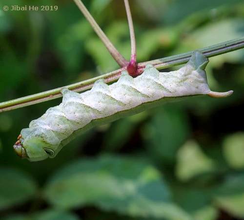 Final instar larva of Cechetra striata (green form), Xianning, Hubei, China, 11.vi.2019. Photo: &copy; He JiBai.