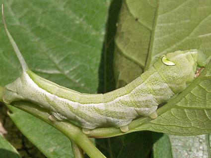Fourth-instar larva of Cechetra striata on Ampelopsis brevipedunculata, Haidian District, Beijing, China, 6.viii.2017. Photo: &copy; Vyacheslav Ivonin & Yanina Ivonina