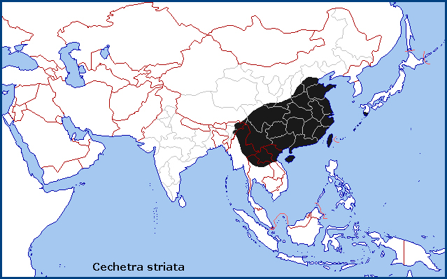 Global distribution of Cechetra striata. Map: &copy; Tony Pittaway.