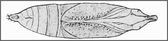 Pupa of Cechetra striata. Image: Mell, 1922b