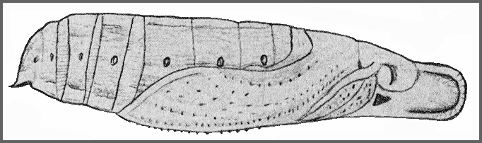 Pupa of Cechetra striata. Image: Mell, 1922b
