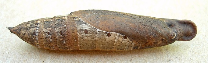 Pupa of Cechetra striata (lateral view), Hangzhou, Zhejiang, China. Photo: &copy; Tony Pittaway.