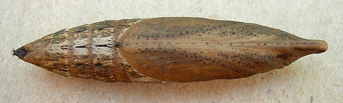 Pupa of Cechetra striata (ventral view), Hangzhou, Zhejiang, China. Photo: &copy; Tony Pittaway.