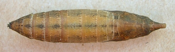 Pupa of Cechetra striata (dorsal view), Hangzhou, Zhejiang, China. Photo: &copy; Tony Pittaway.