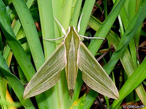 Adult Cechetra subangustata, Bukit Fraser, Malaysia. Photo: &copy; CheongWeei Gan.