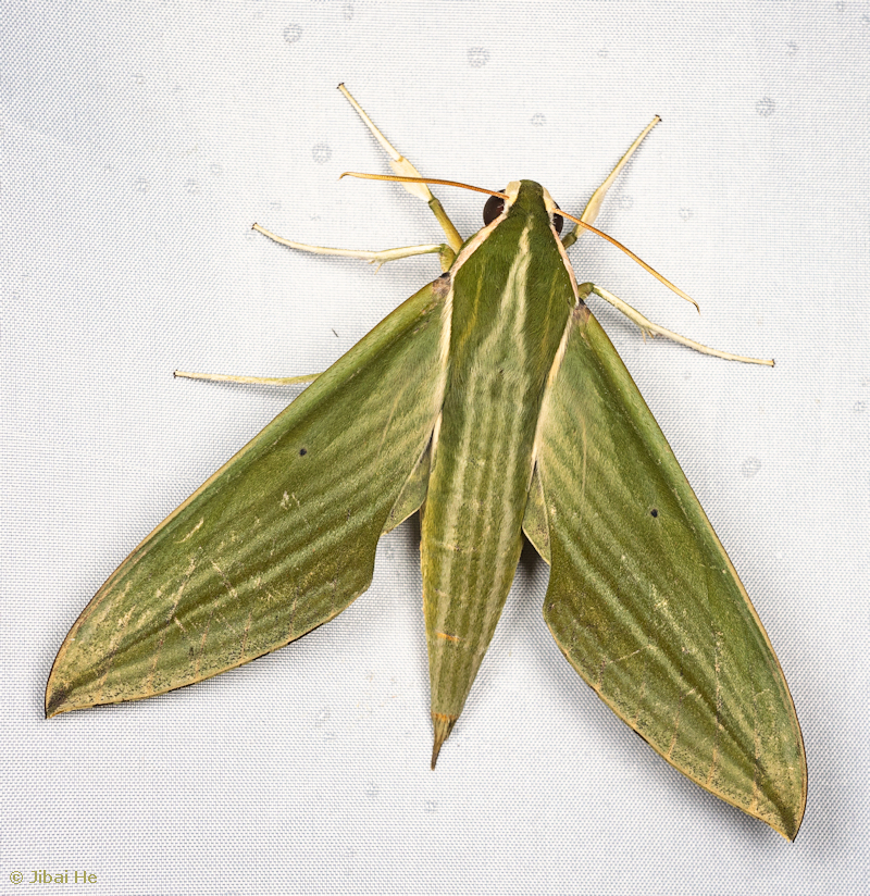 Adult Cechetra subangustata, Liuku/Lushui, Nujiang Lisu Autonomous Prefecture, Yunnan, China, 15.iii.2023. Photo: &copy; He JiBai.