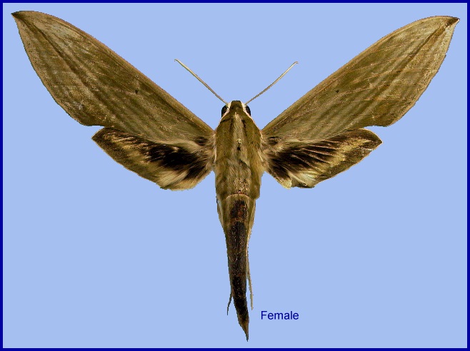 Female Cechetra subangustata. Photo: &copy; NHMUK
