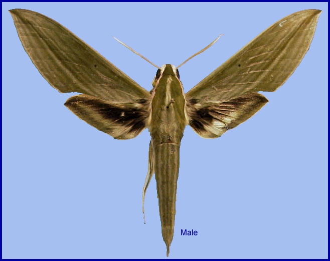 Male Cechetra subangustata. Photo: &copy; NHMUK