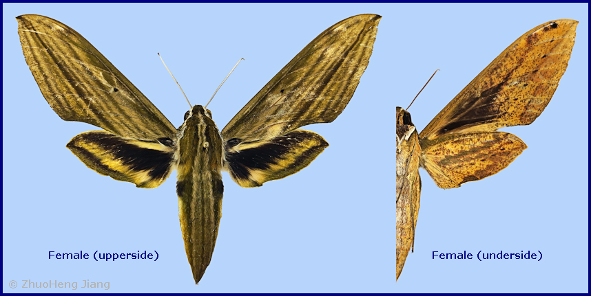 Female Cechetra subangustata, Wuzhishan, Hainan, China. Photo: &copy; ZhuoHeng Jiang.