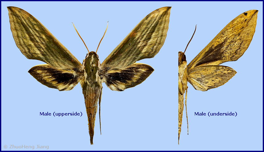 Male Cechetra subangustata, Taitung, Taitung Hsien, Taiwan. Photo: &copy; ZhuoHeng Jiang.