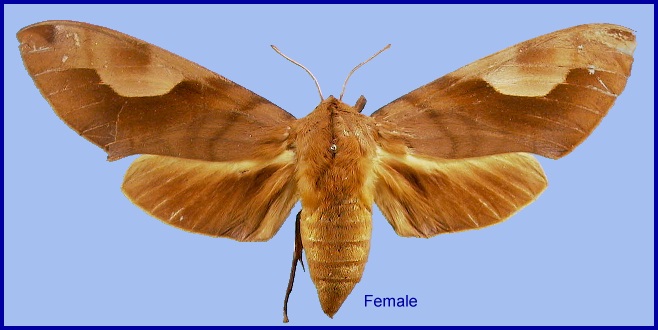 Female Clanis titan. Photo: &copy; NHMUK