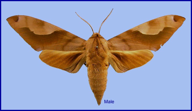 Male Clanis titan. Photo: &copy; NHMUK