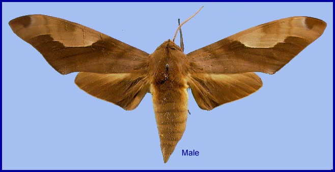 Male Clanis titan. Photo: &copy; NHMUK