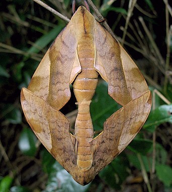 Pairing Clanis bilineata tsingtauica, Honshu, Japan. Photo: &copy; George Fyson