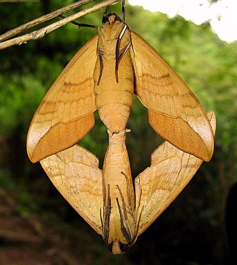 Pairing Clanis bilineata tsingtauica (underside), Honshu, Japan. Photo: &copy; George Fyson