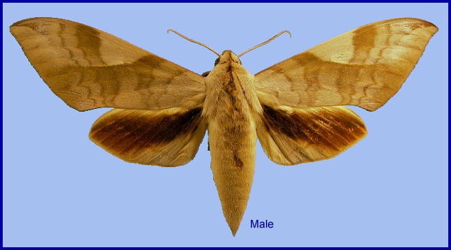 Male Clanis bilineata tsingtauica. Photo: &copy; NHMUK
