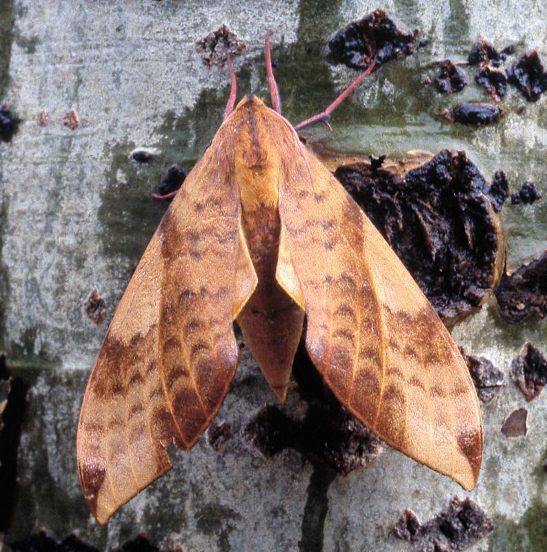 Clanis undulosa undulosa, 30 km N Huangling, Shaanxi, China, 24.vii.1995. Photo: &copy; Tony Pittaway.
