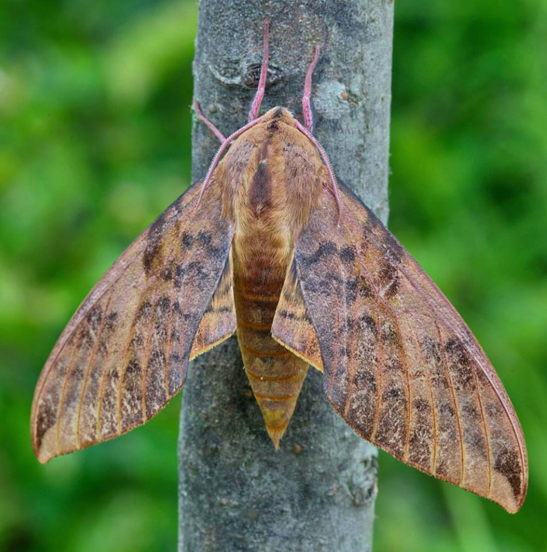 Adult of Clanis undulosa undulosa, Andreevka, Khasan District, Primorskiy Krai, Russian Far East, 3.07.2014. Photo: &copy; Evgenij Komarov.