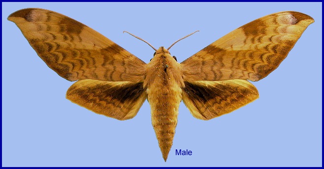 Male Clanis undulosa undulosa. Photo: &copy; NHMUK