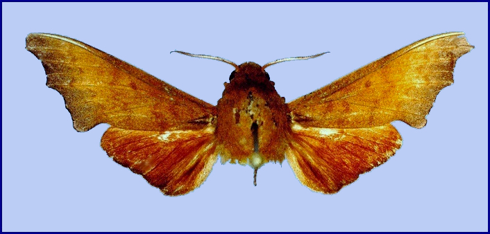 Upperside of male Cypa uniformis uniformis, Hong Kong, China. Photo: &copy; Ian Kitching