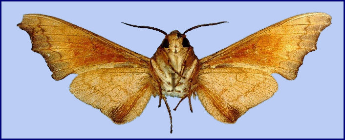 Underside of male Cypa uniformis uniformis, Hong Kong, China. Photo: &copy; Ian Kitching