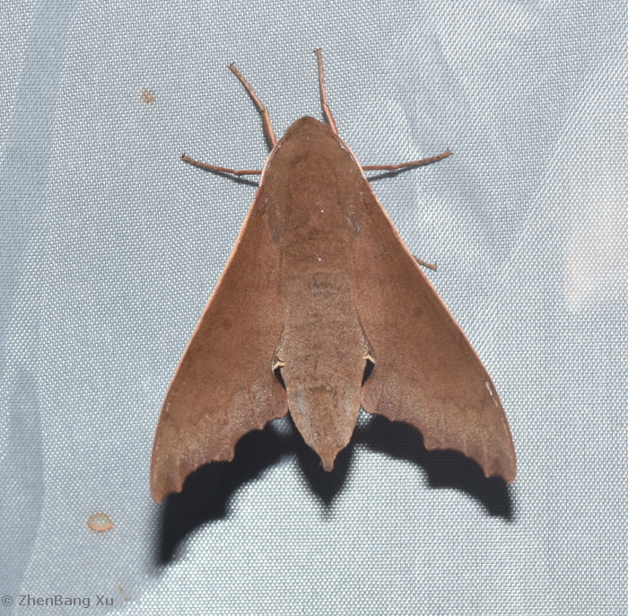 Female Cypa uniformis uniformis, Fangchenggang, Shiwandashan National Nature Reserve, Guangxi, China, 300m, iv.2023. Photo: &copy; Xu ZhenBang 