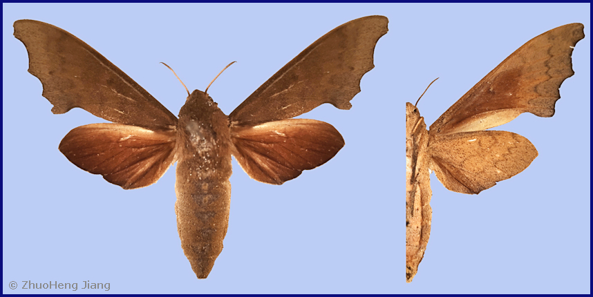Female Cypa uniformis uniformis, Guangzhou, Guangdong, China. Photo: &copy; Zhuo-Heng Jiang.