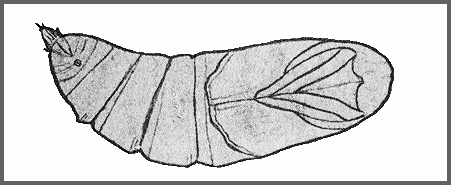Pupa of Cypa uniformis uniformis. Image: Mell, 1922b