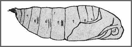 Pupa of Cypa uniformis uniformis. Image: Mell, 1922b