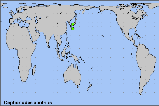 Global distribution of Cephonodes xanthus. Map: &copy; NHMUK.
