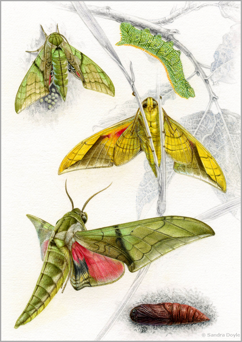 Callambulyx kitchingi. Image: &copy; Sandra Doyle, 2023.