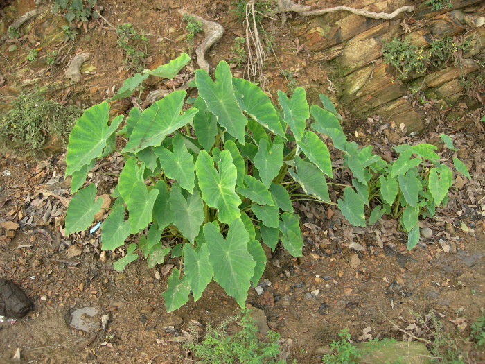 Caladium sp., a major host of Eupanacra mydon, Mai Chau, Hoa Binh Province, Vietnam. Photo: &copy; Tony Pittaway.