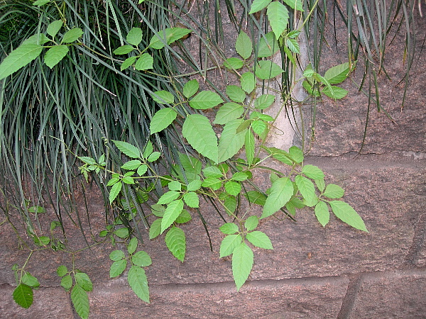Causonis japonica [syn. Cayratia japonica], West Lake, Hangzhou, Zhejiang, China. Photo: &copy; Tony Pittaway.