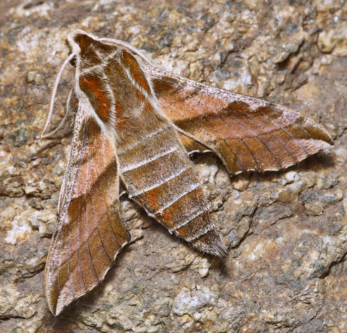 Adult of Deilephila askoldensis, Kravtsovka, Khasan District, Primorskiy Krai, Russian Far East, 1.vii.2014. Photo: &copy; Evgenij Komarov.