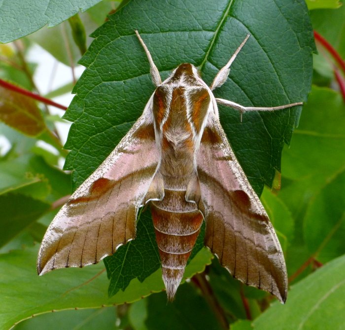 Male Deilephila askoldensis, Andreevka, Khasan District, Primorskiy Krai, Russian Far East, bred 2018/19, leg. Serge Yevdoshenko. Photo: &copy; Tony Pittaway.