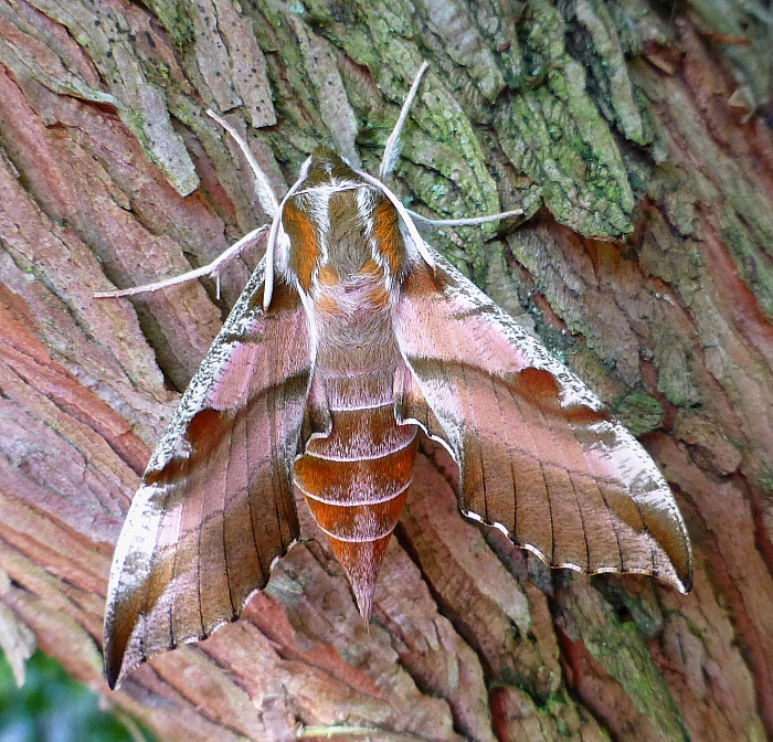 Female Deilephila askoldensis, Andreevka, Khasan District, Primorskiy Krai, Russian Far East, bred 2018/19, leg. Serge Yevdoshenko. Photo: &copy; Tony Pittaway.