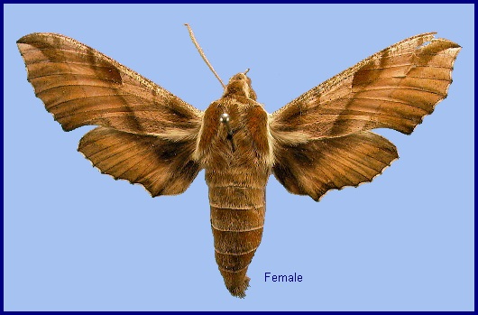 Female Deilephila askoldensis. Photo: &copy; NHMUK