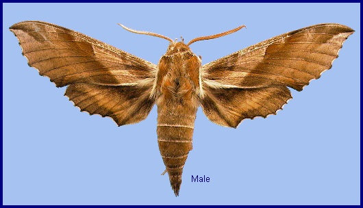 Male Deilephila askoldensis. Photo: &copy; NHMUK